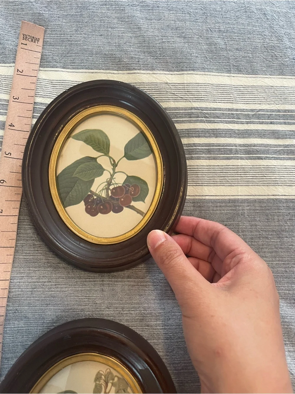 Pair of Oval Fruit Botanical Prints in Dark Wood Frames Dated May '61